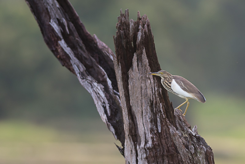 Indische Ralreiger